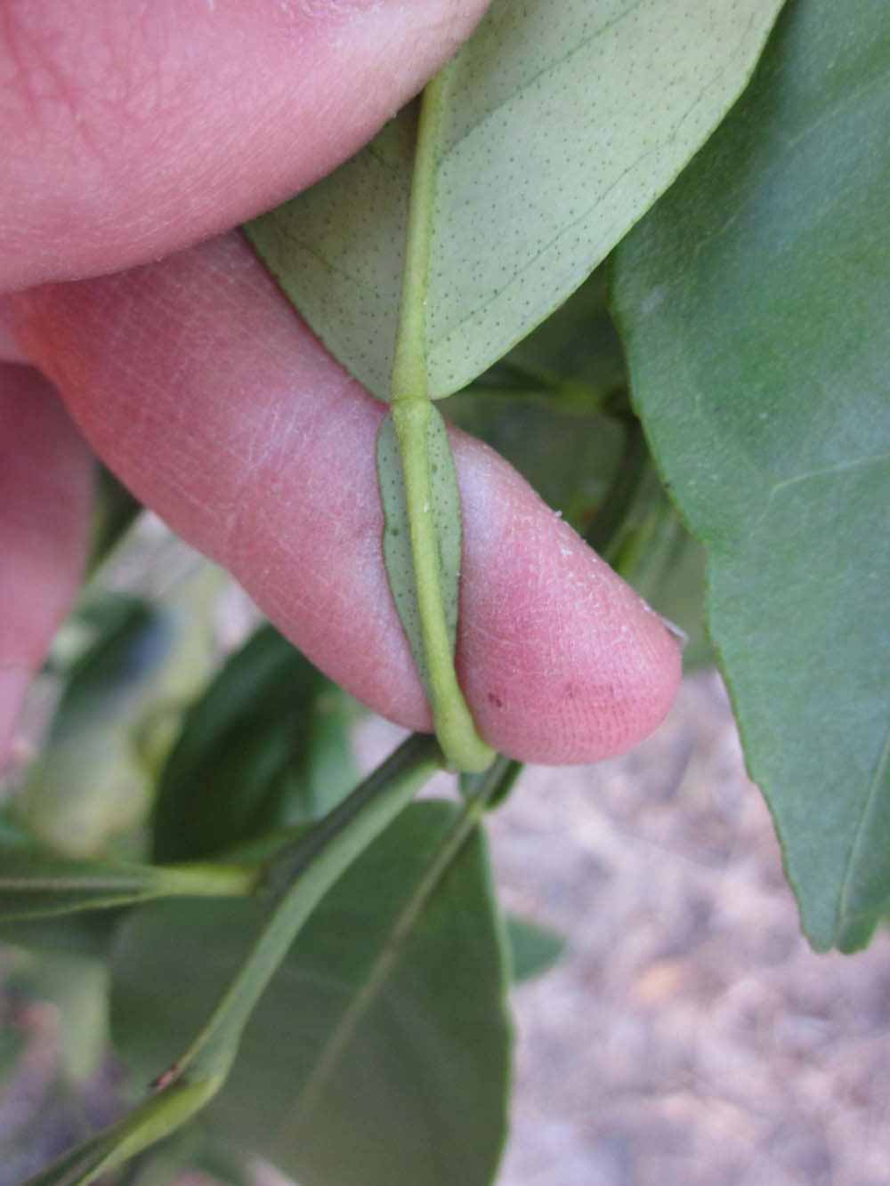              Petiole (Winter Haven, FL)       